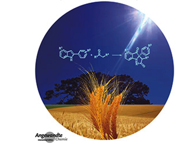 Angewandte Chemie 1/2019: Happy New Year