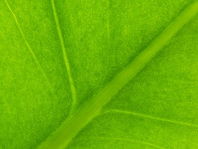 Fixing Photosynthetic Inefficiencies