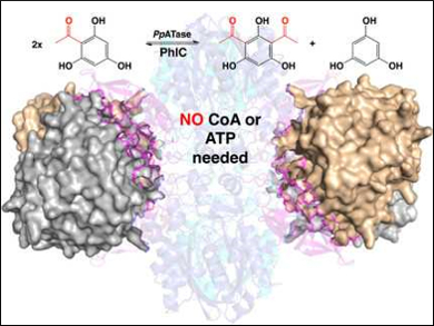 New Bacterial Friedel-Crafts Acylase