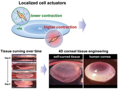 Self-Curving Tissue