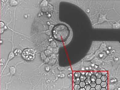 Graphene Microelectrodes for Biological Applications