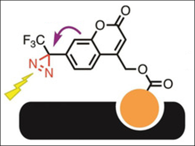 Protein Labeling with a Coumarin-Based Photocrosslinker