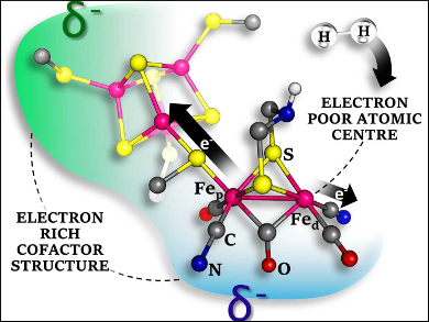 Comparing H2 Activation in Enzymes and Biomimetics