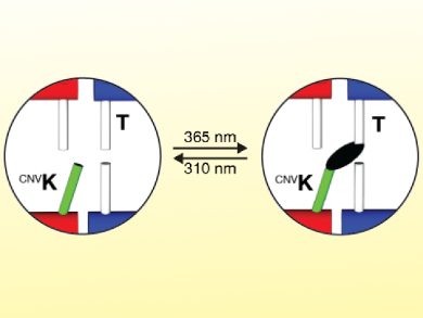 Photochemically Stabilized DNA Assemblies