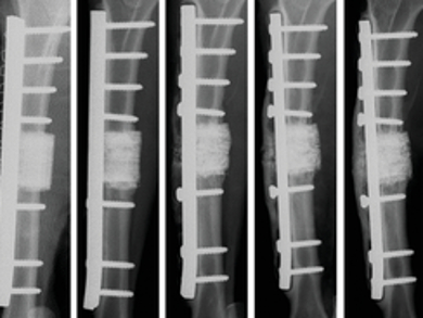 3D‐Printed Ceramic Scaffold as a Bone Substitute