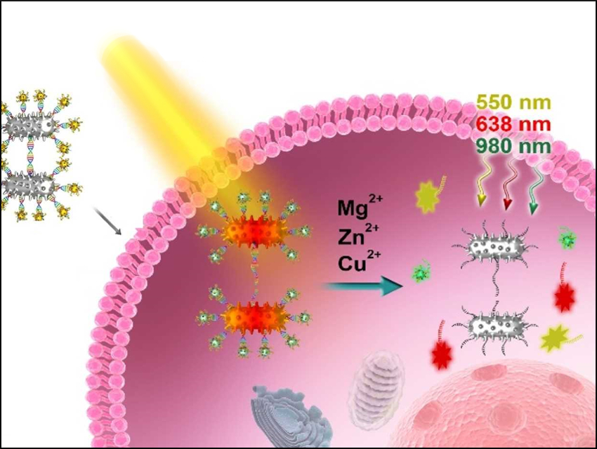 Intracellular Imaging of Divalent Ions