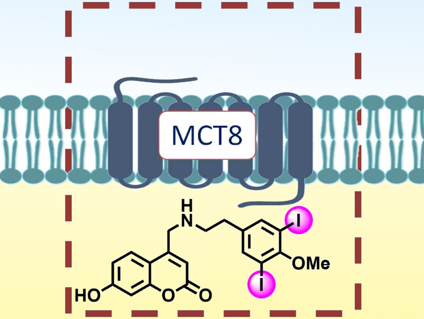 Halogen-Mediated Transport through Cell Membranes