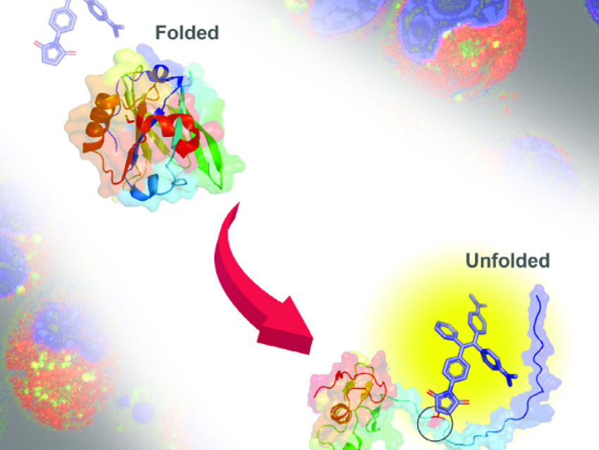 Tetraphenylethene for Imaging Unfolded Proteins in Cells