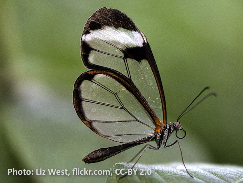 Using Butterfly Wings to Detect Pesticides