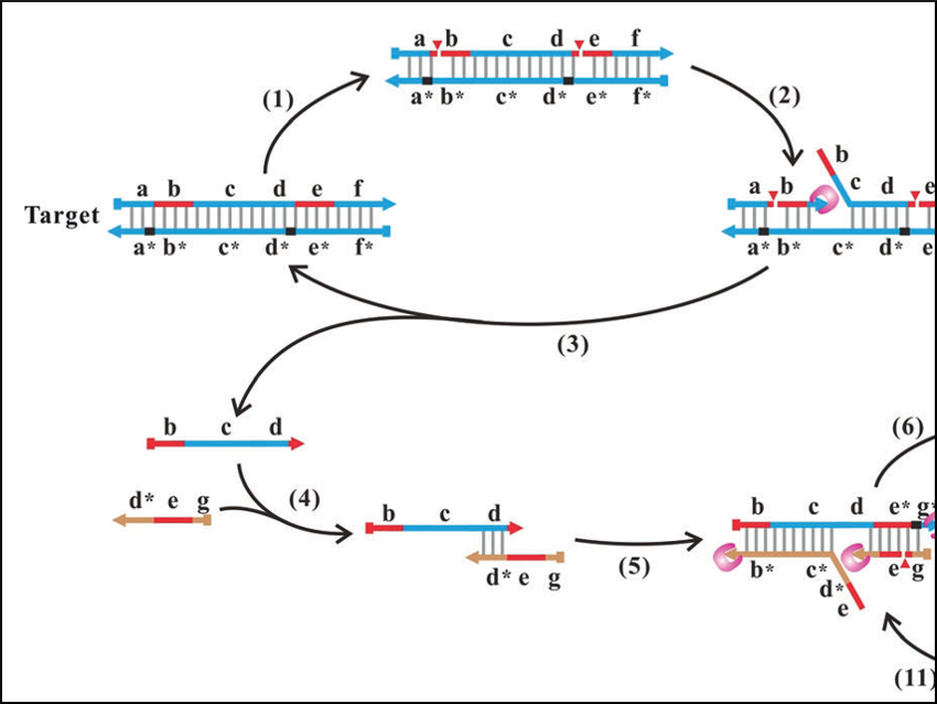 Copying DNA Made Easy