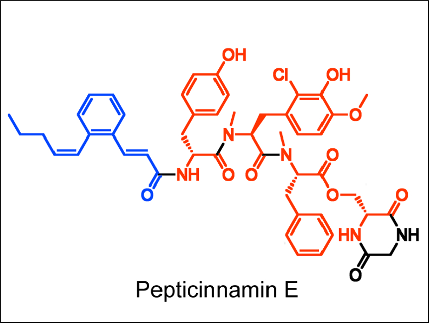 Rediscovery and Biosynthesis of Pepticinnamin E