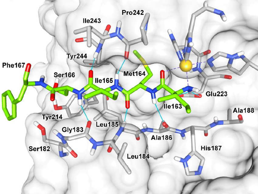 Crystallography Identifies Protease Inhibitor