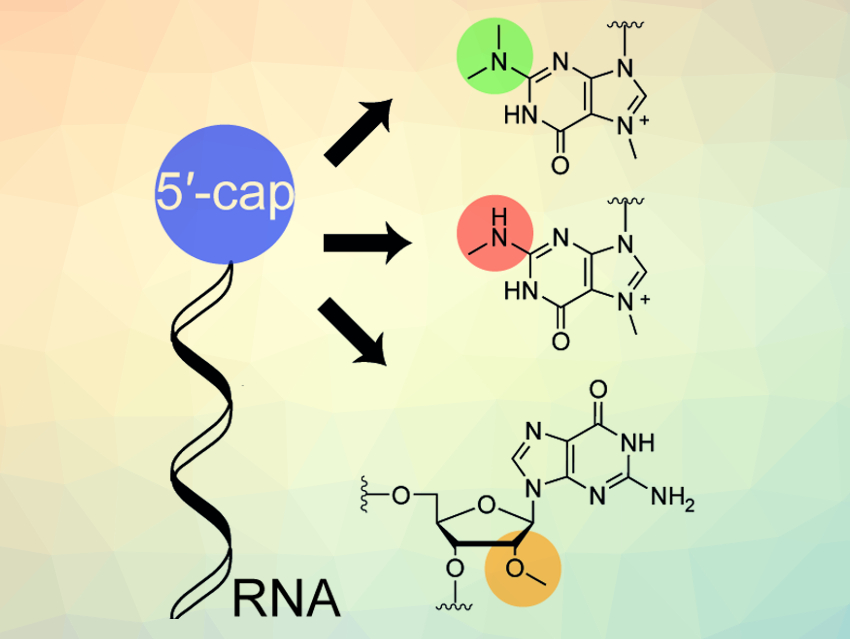 Synthesis of Short RNAs with Different 5' Caps