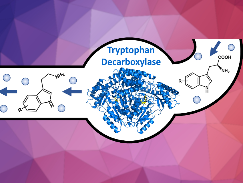 Using Enzymes to Make Tryptamine Analogs