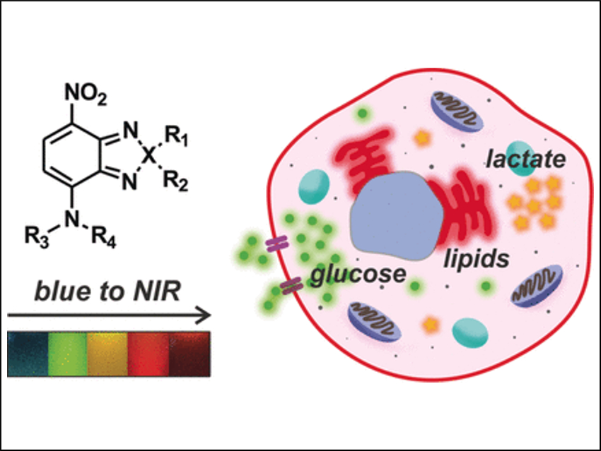 Tracking Metabolites in Cells