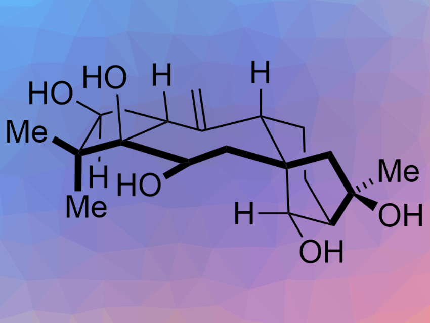 Total Synthesis of Principinol D