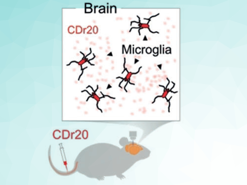 Visualizing Immune Cells in Brain Tissue