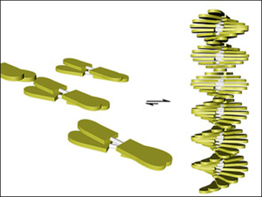 Self-Assembly of Rodlike π-Conjugated Molecules