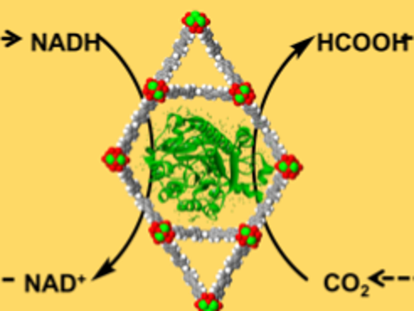 Bioelectrocatalytic Carbon Dioxide Reduction