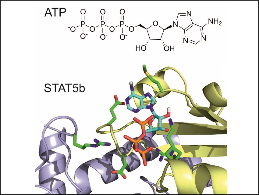 ATP Could Provide a Safety Mechanism against Cancer