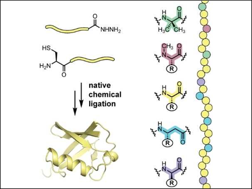 Designing Molecules with Protein-Like Functions