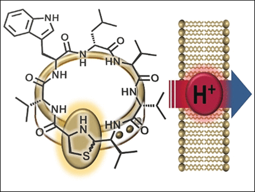 Antibiotic Ornament Clasp