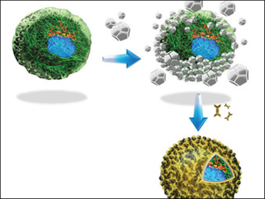 Single Cells Get Their Shells