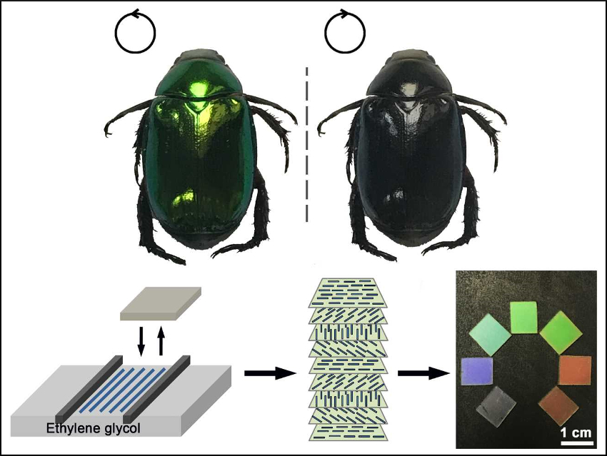 Copying Iridescent Colors of Beetles