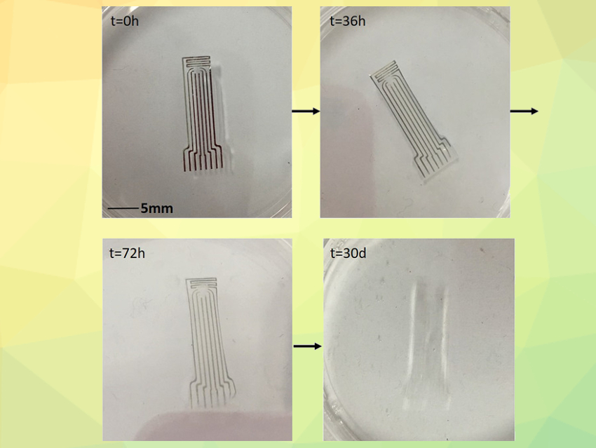 Bioresorbable Electrode for Brain Monitoring