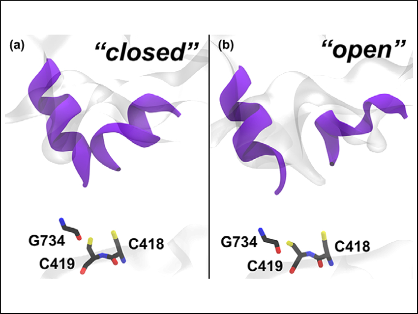 Chemical Change Influences Protein Dynamics