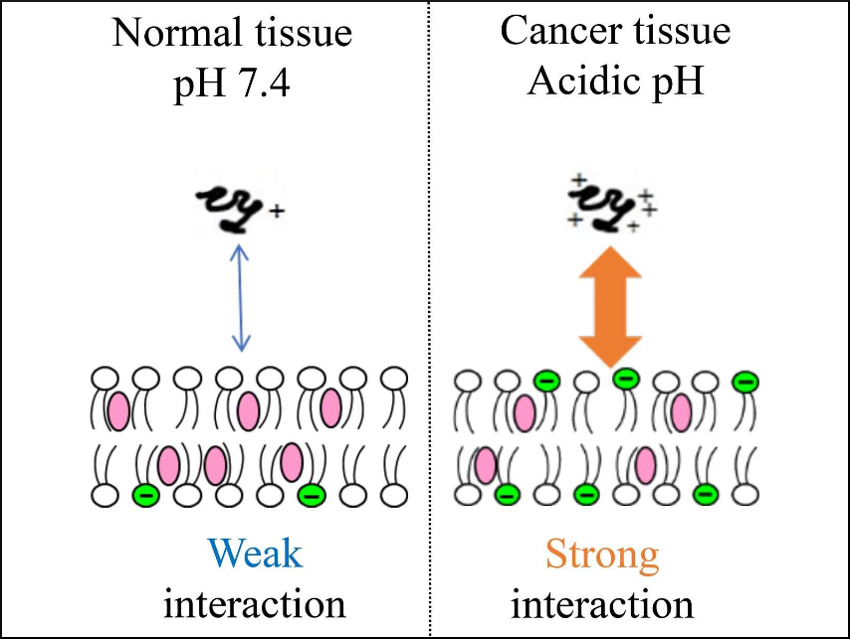 pH-Responsive Anticancer Peptides
