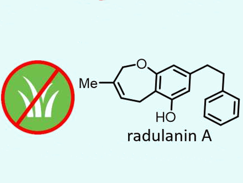 Total Synthesis of a Natural Herbicide