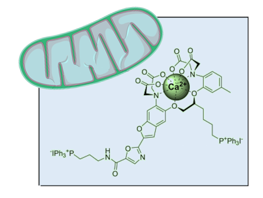 Calcium Monitoring in Cell Organelles