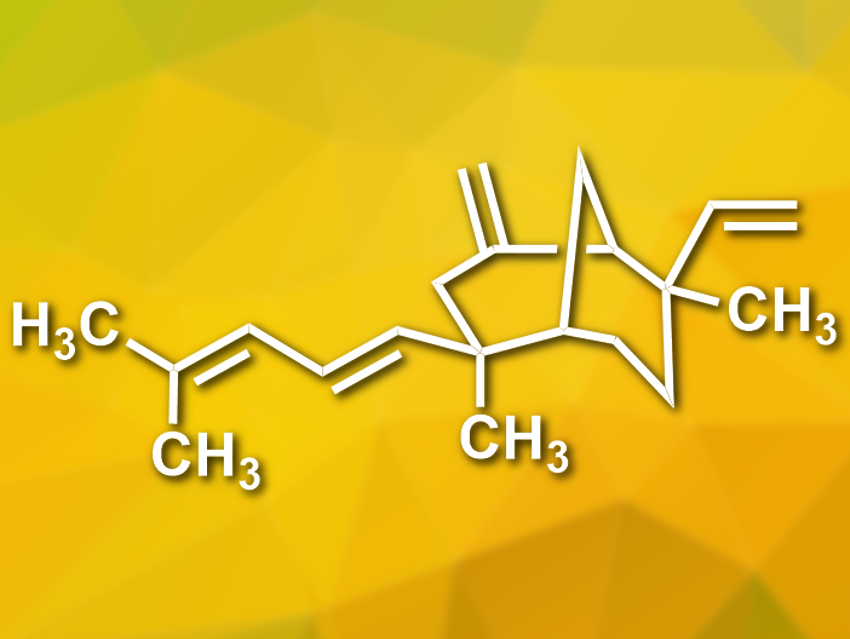 Synthesis of Xishacorenes A, B, C, and D