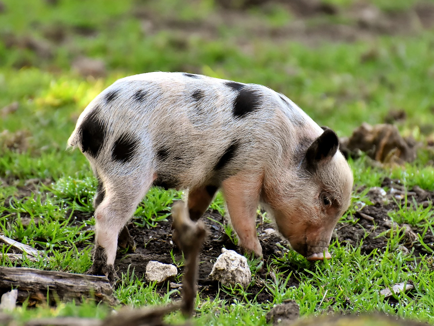 Bioplastics as a Feed Additive