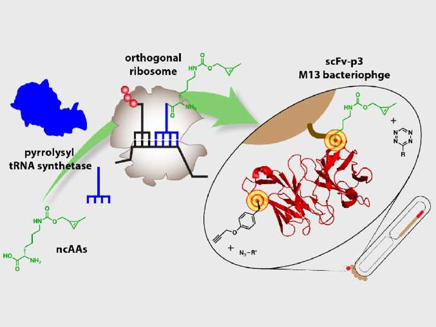 Building Non‐Canonical Amino Acids into Proteins