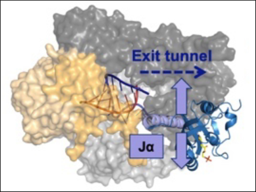 Optical Control of DNA Transcription