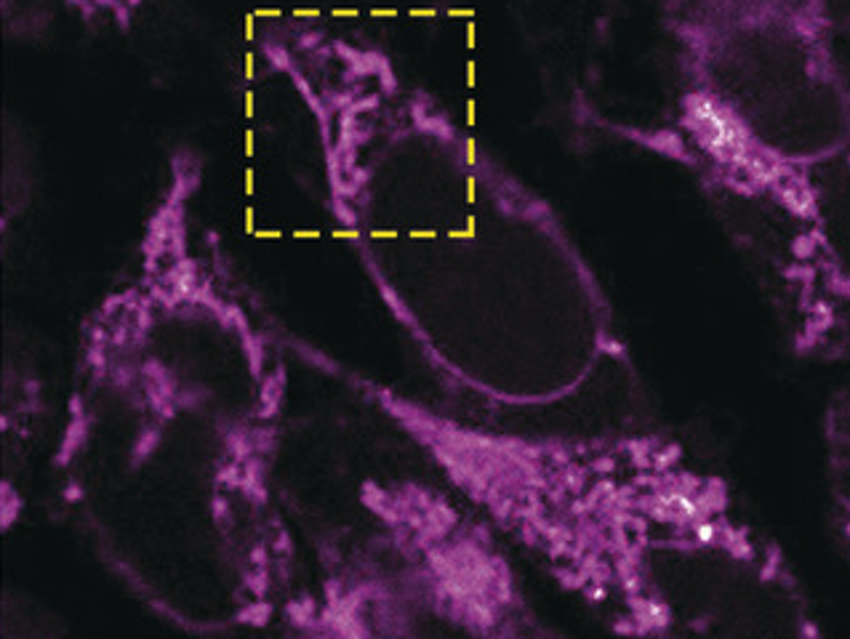 Viewing Individual Enzymes