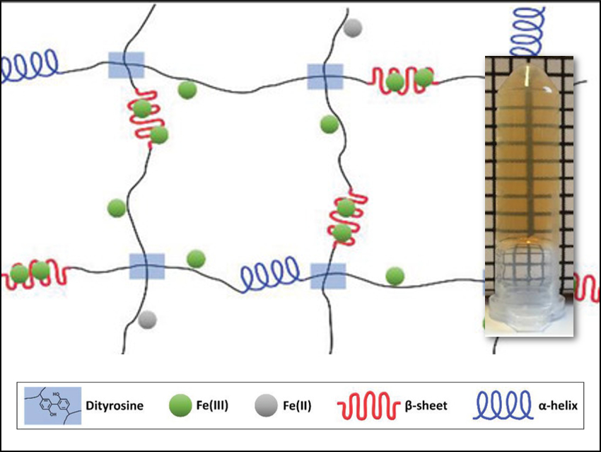 Enzyme-Free Production of Silk Hydrogels