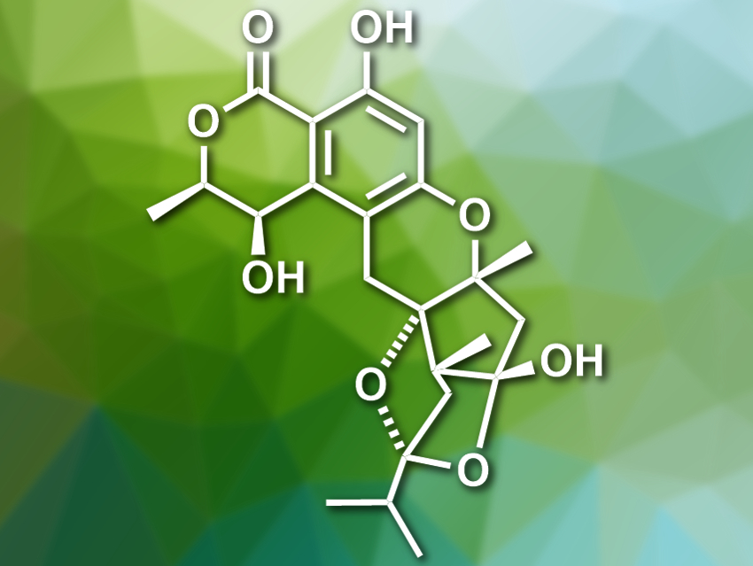 Five New Meroterpenoids Isolated