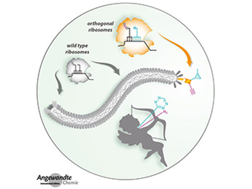 Angewandte Chemie 32/2019: Directions