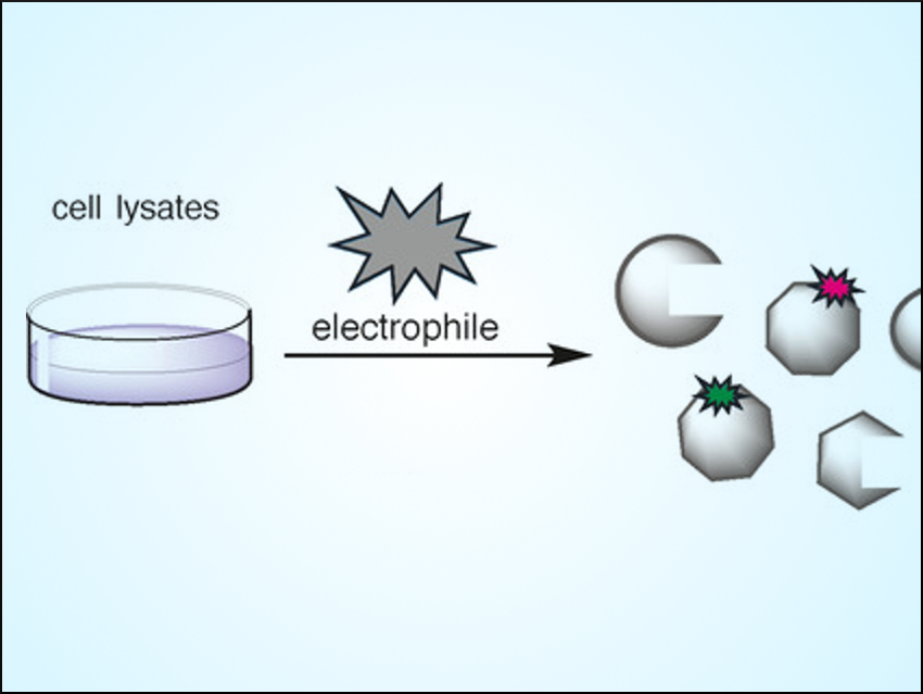 Reversible Covalent Interactions with Proteins