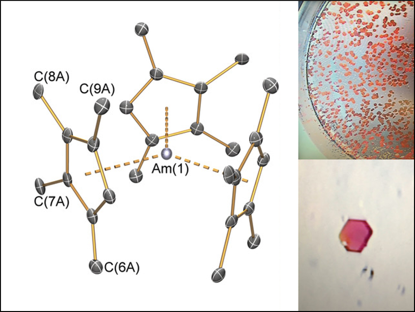 Organometallic Americium Complex