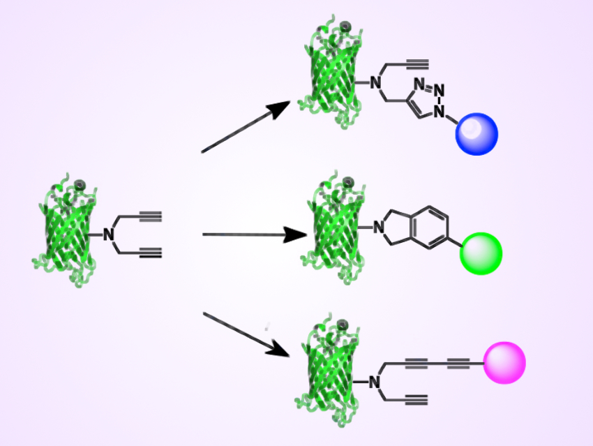 Bioconjugation Using a Genetically Encoded Handle