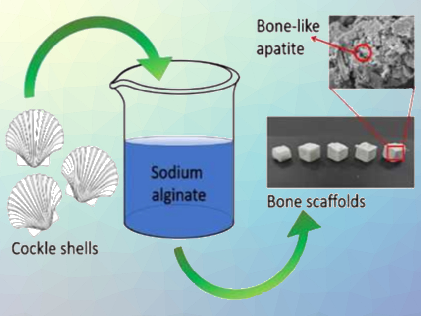 Turning Seashells into Bone-Growing Templates