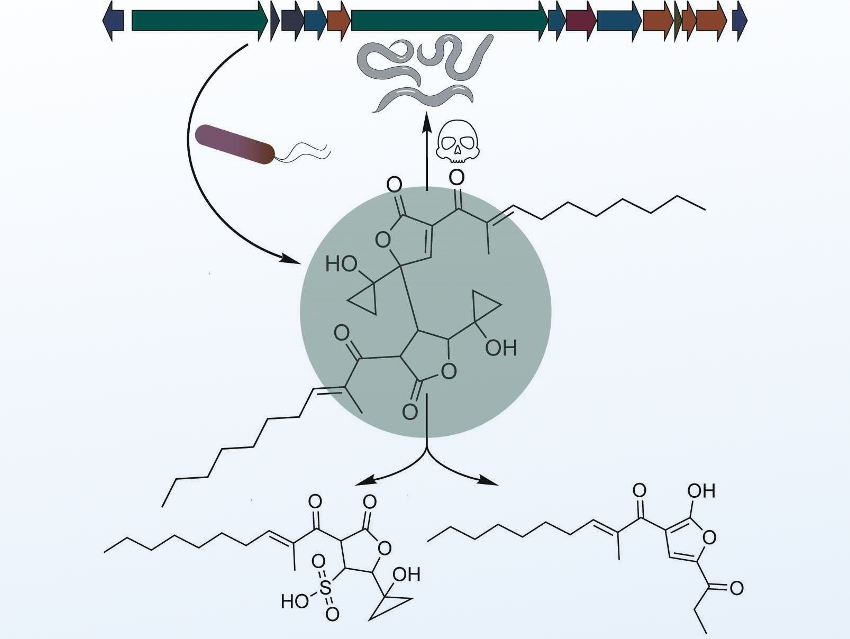 Discovery of Cryptic Virulence Factors