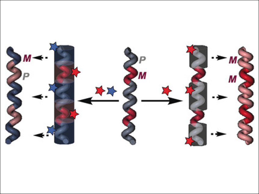 Chiral Conflict in Dynamic Helical Polymers
