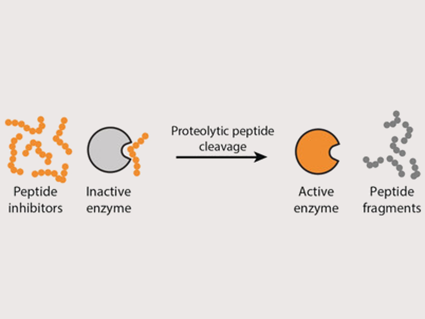 New Approach to Control the Activation of Enzymes