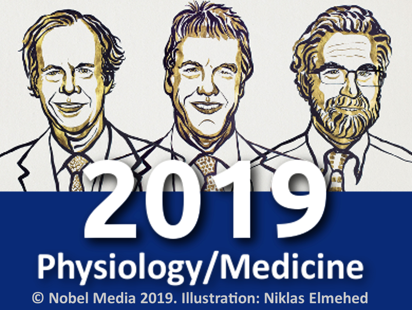 Nobel Prize in Physiology or Medicine 2019