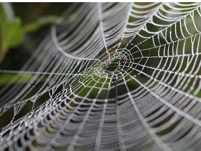Understanding the Outstanding Stability of Spider Silk
